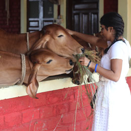 General Donation to Animal Care